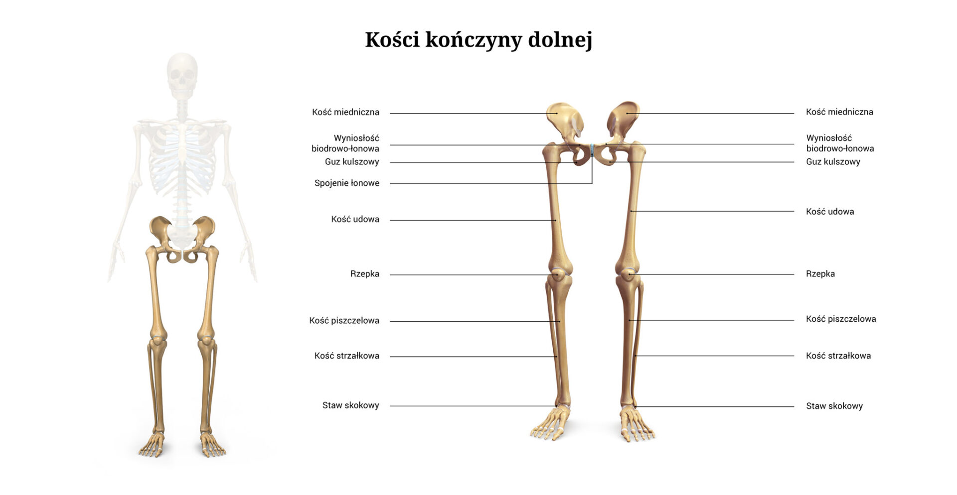 Kości kończyny dolnej
